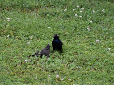 Common Grackle Feeding Young
