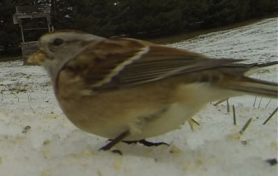 House Sparrow
