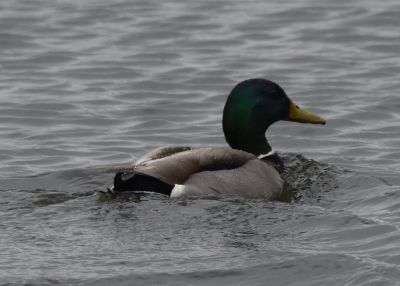 Mallard Male
Keywords: waterfowl