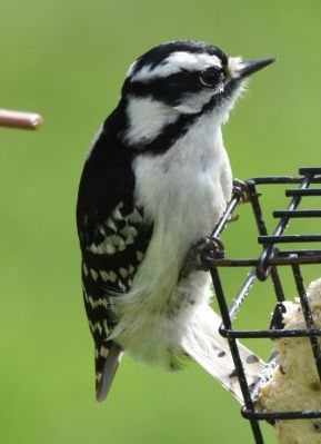 Downy Woodpecker Female
