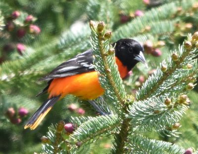 Baltimore Oriole Male
