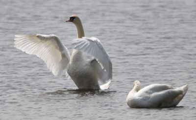 Mute Swan
Keywords: waterfowl