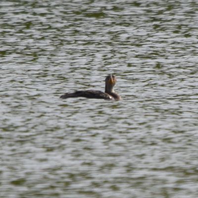 Double-crested Cormorant
Keywords: waterfowl