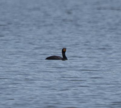 Double-crested Cormorant
Keywords: waterfowl