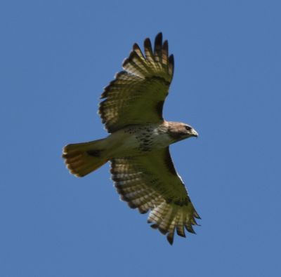 Red-tailed Hawk
Keywords: raptors