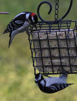 Downy Woodpecker pair
