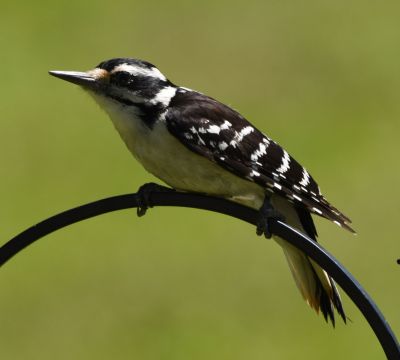 Hairy Woodpecker
Keywords: Species