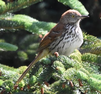 Brown Thrasher
Keywords: species