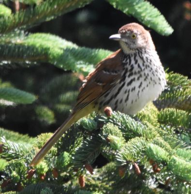 Brown Thrasher
