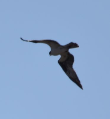 Osprey
Keywords: Species;raptors