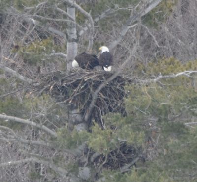 Bald Eagle
Keywords: eaglenest;raptors