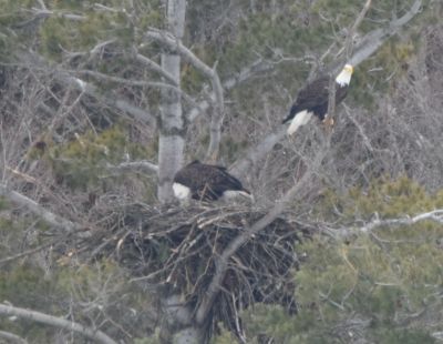 Bald Eagle
Keywords: eaglenest;raptors
