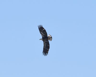 Bald Eagle
Keywords: eaglenest;raptors