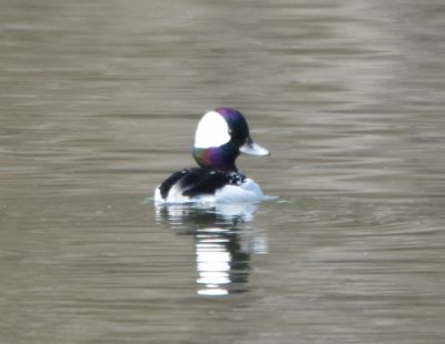 Bufflehead male
Keywords: species;waterfowl