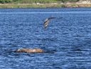 Merrimack_River_eagle_fish_DSC_0394.jpg