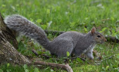 DSC_2078c.jpg
