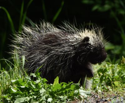 Porcupine
